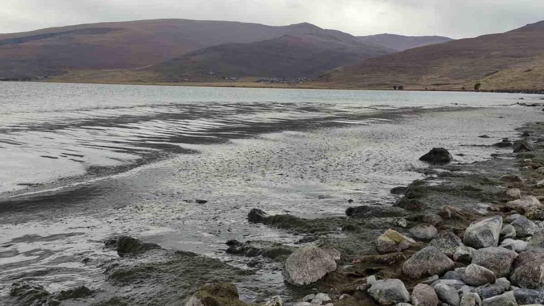 Doğu Anadolu'nun en büyük ikinci gölü yeşile büründü 3